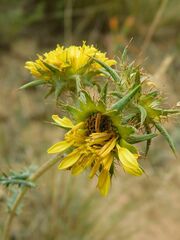 Berkheya heterophylla