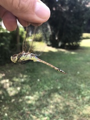 Anax ephippiger