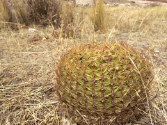 Oroya peruviana