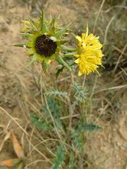 Berkheya heterophylla