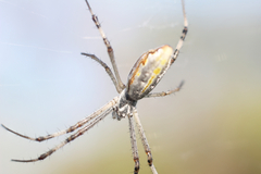 Argiope protensa