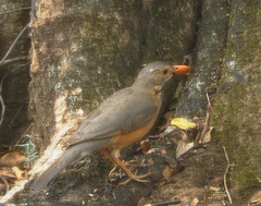 Turdus libonyana