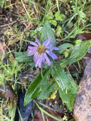 Aster amellus