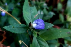 Cynarospermum asperrimum