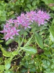 Hylotelephium spectabile