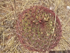 Oroya peruviana
