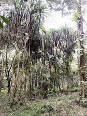 Pandanaceae