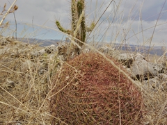 Oroya peruviana