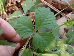 Potentilla sterilis