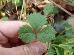 Potentilla sterilis