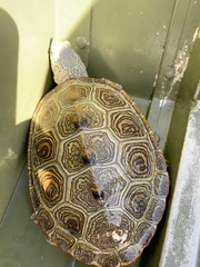 Malaclemys terrapin