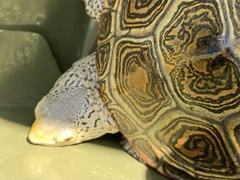 Malaclemys terrapin