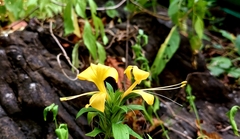 Barleria prionitis