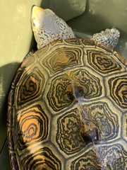 Malaclemys terrapin