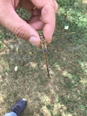 Anax ephippiger