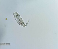Rotifera