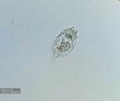 Rotifera