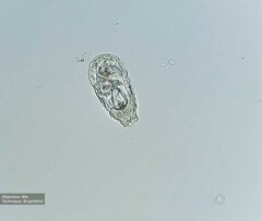 Rotifera
