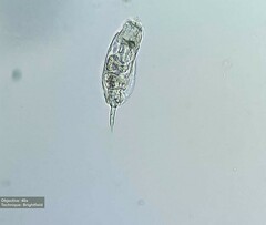 Rotifera