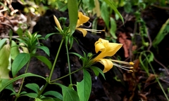 Barleria prionitis