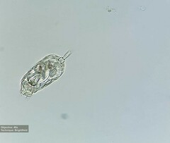 Rotifera