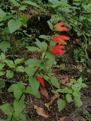 Lamourouxia macrantha