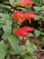 Lamourouxia macrantha