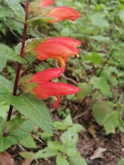 Lamourouxia macrantha