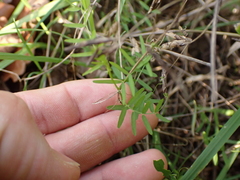 Vicia hirsuta