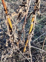 Cephalaria litvinovii
