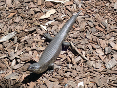 Egernia kingii