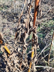 Cephalaria litvinovii