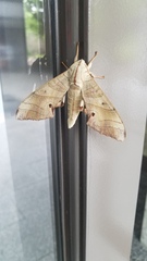 Marumba sperchius