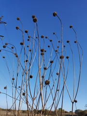 Cephalaria litvinovii