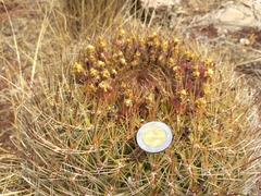 Oroya peruviana
