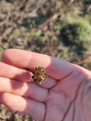 Cephalaria litvinovii