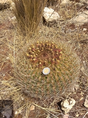 Oroya peruviana