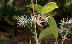 Chionanthus mala-elengi