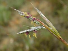 Cymbopogon pospischilii