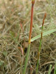 Cymbopogon pospischilii