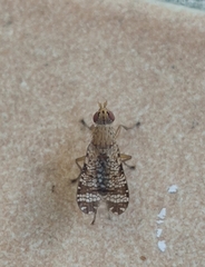 Trypetoptera punctulata