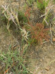 Cymbopogon pospischilii