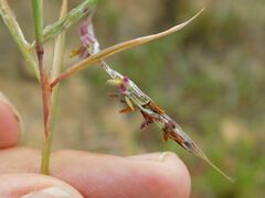 Cymbopogon pospischilii