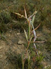 Cymbopogon pospischilii