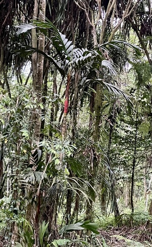 Foto de Palmeira-areca