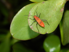 Leptocoris
