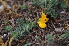 Lotus delortii