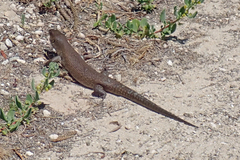 Egernia kingii