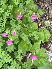 Oxalis bowiei