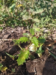Solanum juvenale